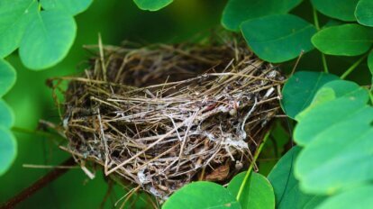 Vogelnest