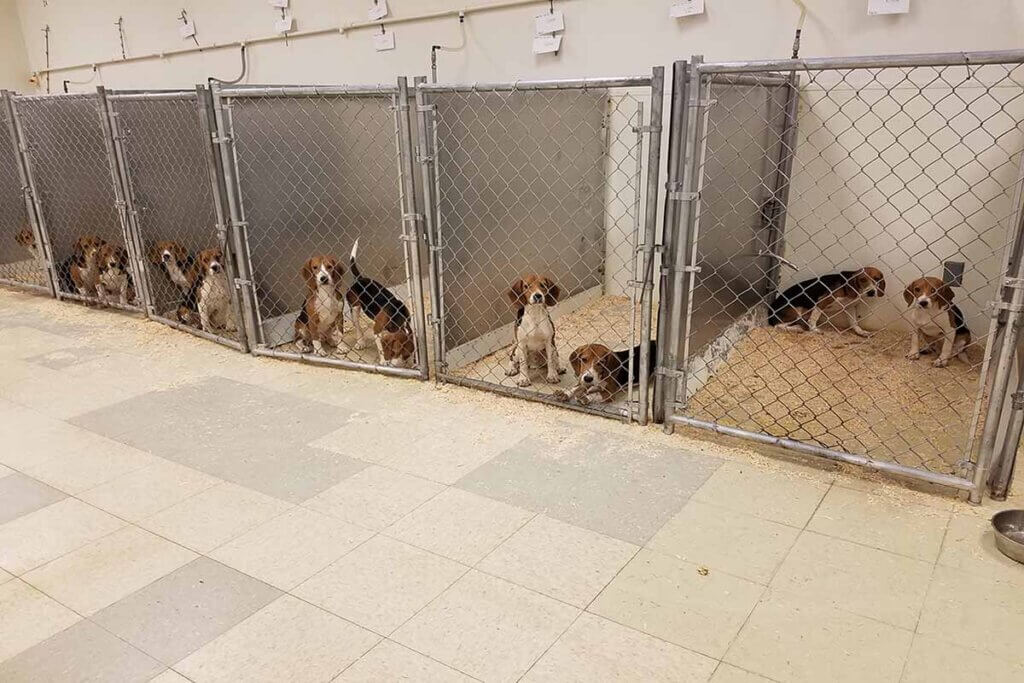 Beagel in ihren tristen Käfigen ohne Unterhaltung und Abwechslung.