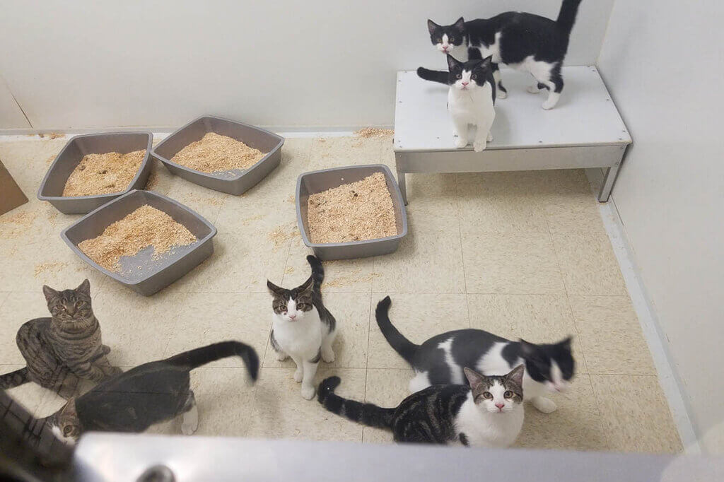 Katzen in einem Kargen Raum in einem Tierversuchslabor ohne Beschäftigung.