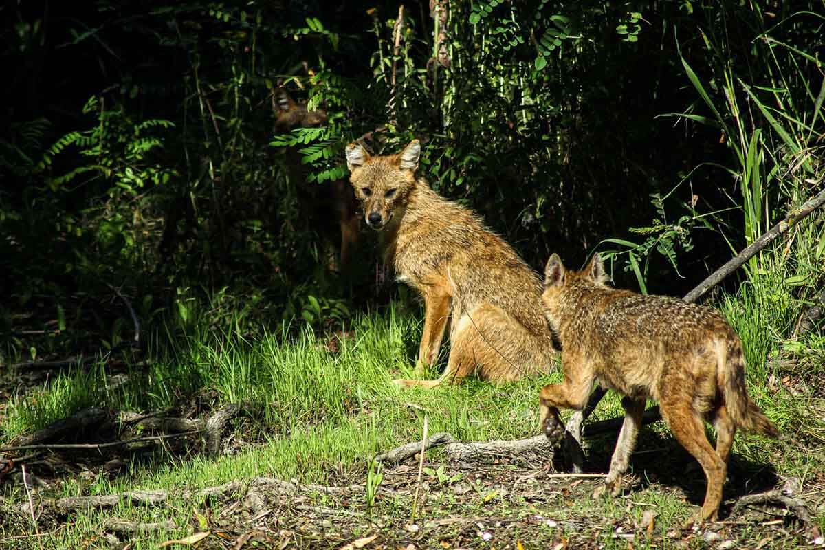 Zwei Goldschakale im Wald, der eine schaut Rückwärts, sitzend in die Kamera, de randere läuft zu seinem Artgenosse.