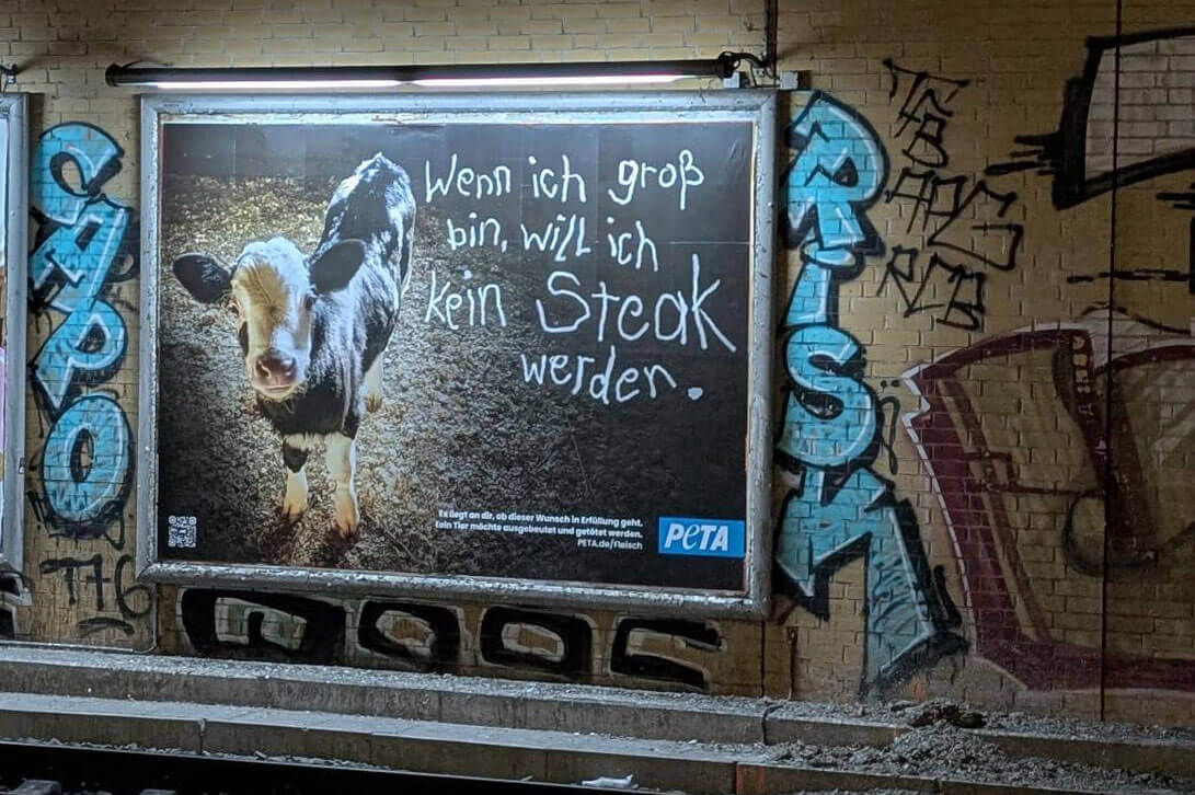 Plakat mit Kalb und Aufschrift: "Wenn ich groß bin, will ich kein Steak werden"