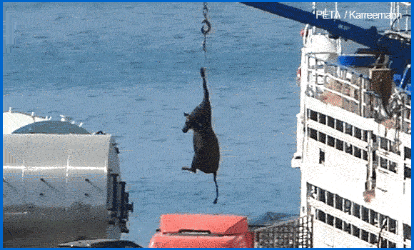 Das GIF zeigt ein Rind das mit einem Kran von einem Schiff abgeladen wird.