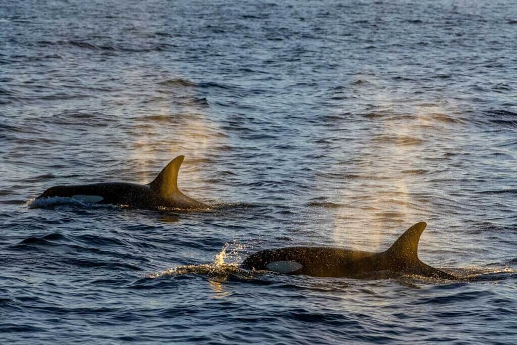 Zwei Orcas schwimmen im Meer
