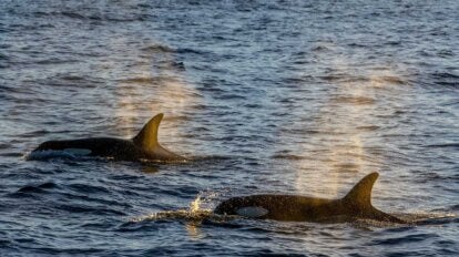 Zwei Orcas schwimmen im Meer