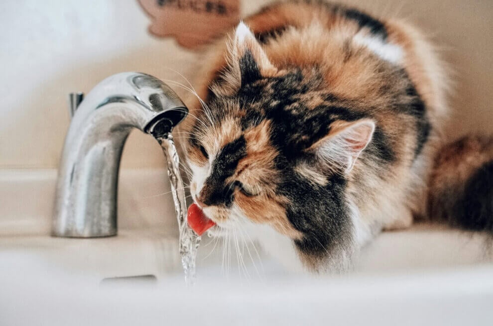 Katze trinkt von Wasserhahn
