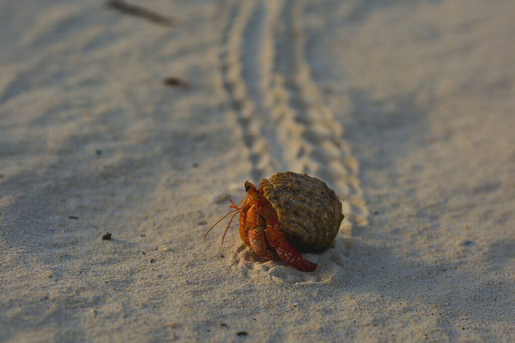 Ein Einsiedlerkrebs im Sand
