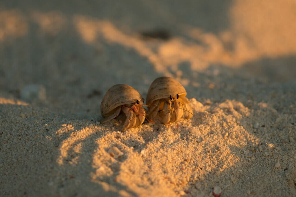 Zwei Einsiedlerkrebse im Sand