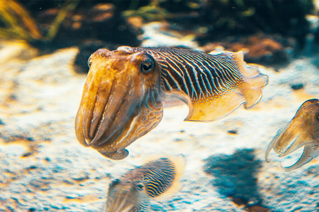 Tintenfisch schwimmt im Meer