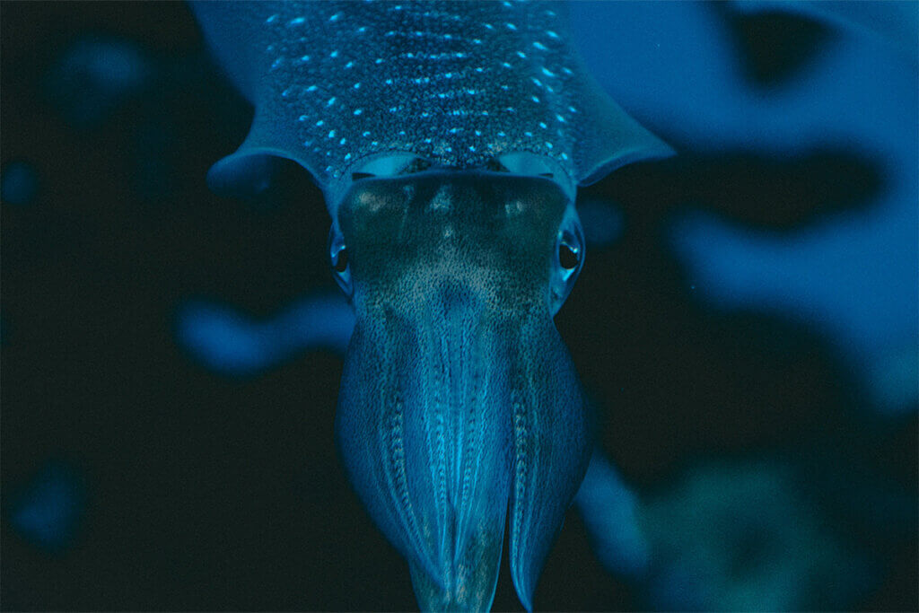 Tintenfisch im Meer
