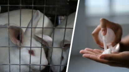 Collage. Kaninchen im Käfig und Kosmetik