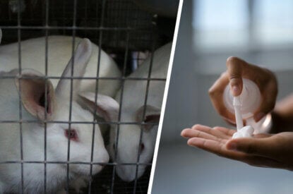 Petition gegen Tierversuche für Kosmetik in der EU: Jetzt unterschreiben & Tierleid verhindern!