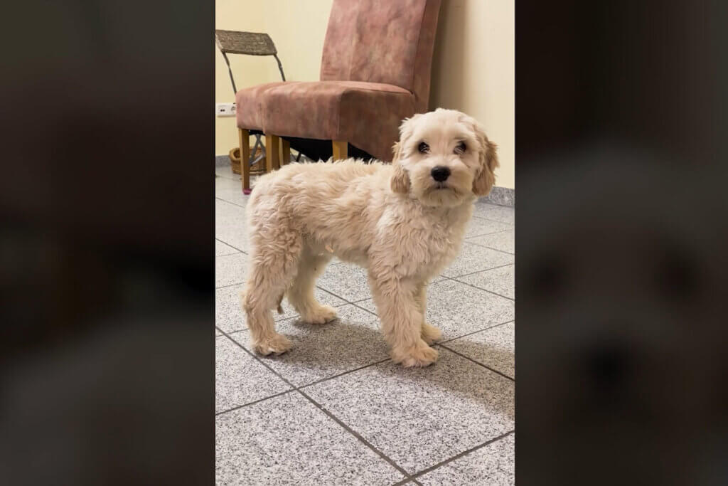 Verängstigter Cockapoo-Welpe