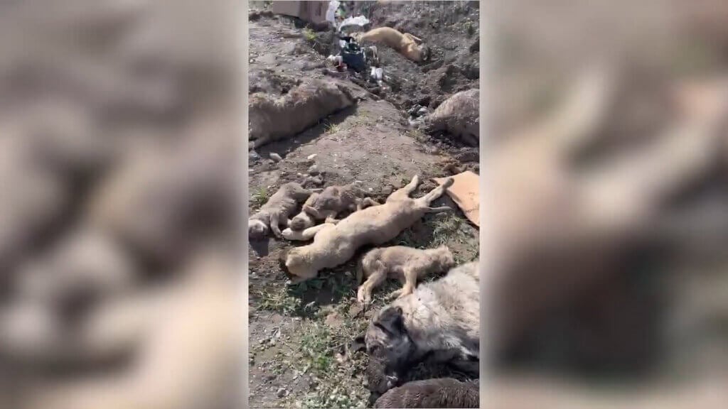 Massengrab der Strassenhunde in der Türkei