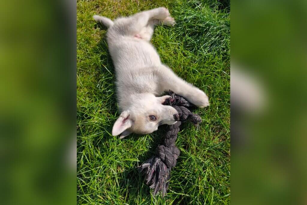 Husky-Welpe in Berlin gerettet