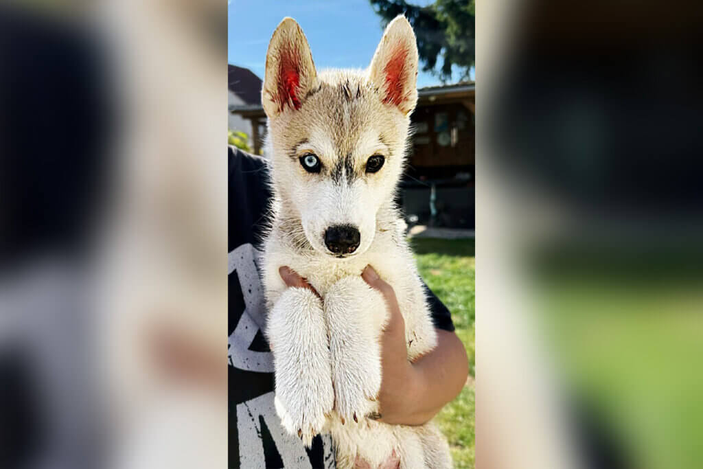 Husky-Welpe in Berlin gerettet