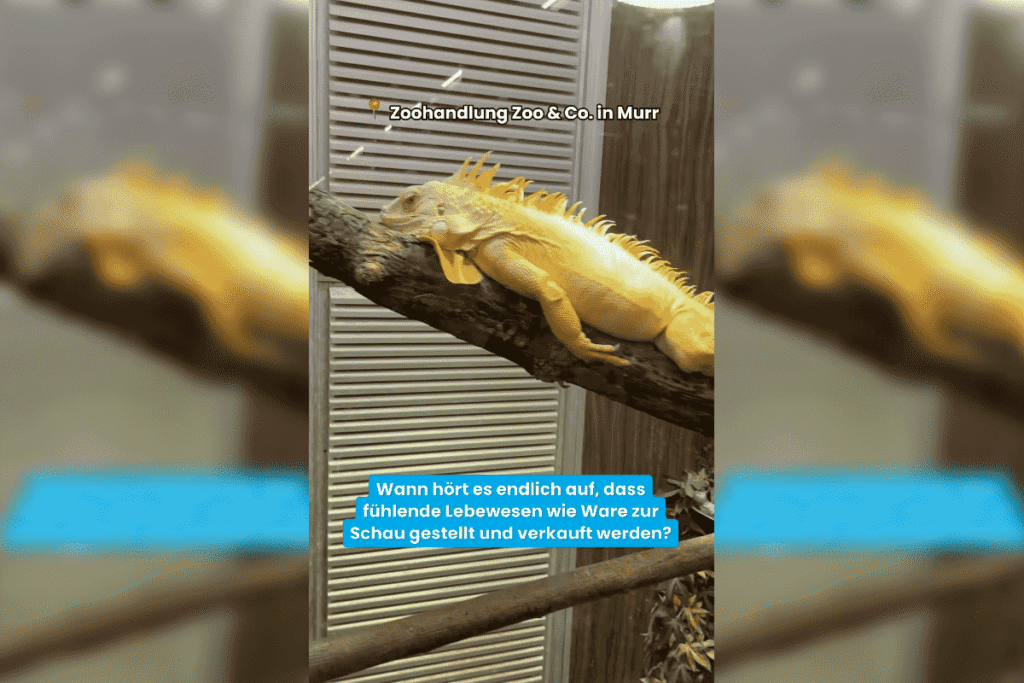Ein traurig aussehender Leguan, bläst Trübsal auf einem Ast in einem zu kleinem Terrarium.
