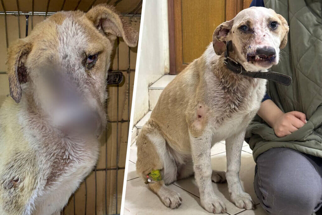 Collage von geretteter Huendin Dominica - PETA HELPS UKRAINE