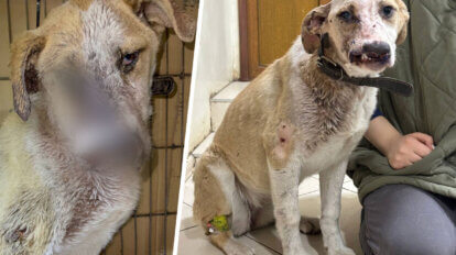 Collage von geretteter Huendin Dominica - PETA HELPS UKRAINE