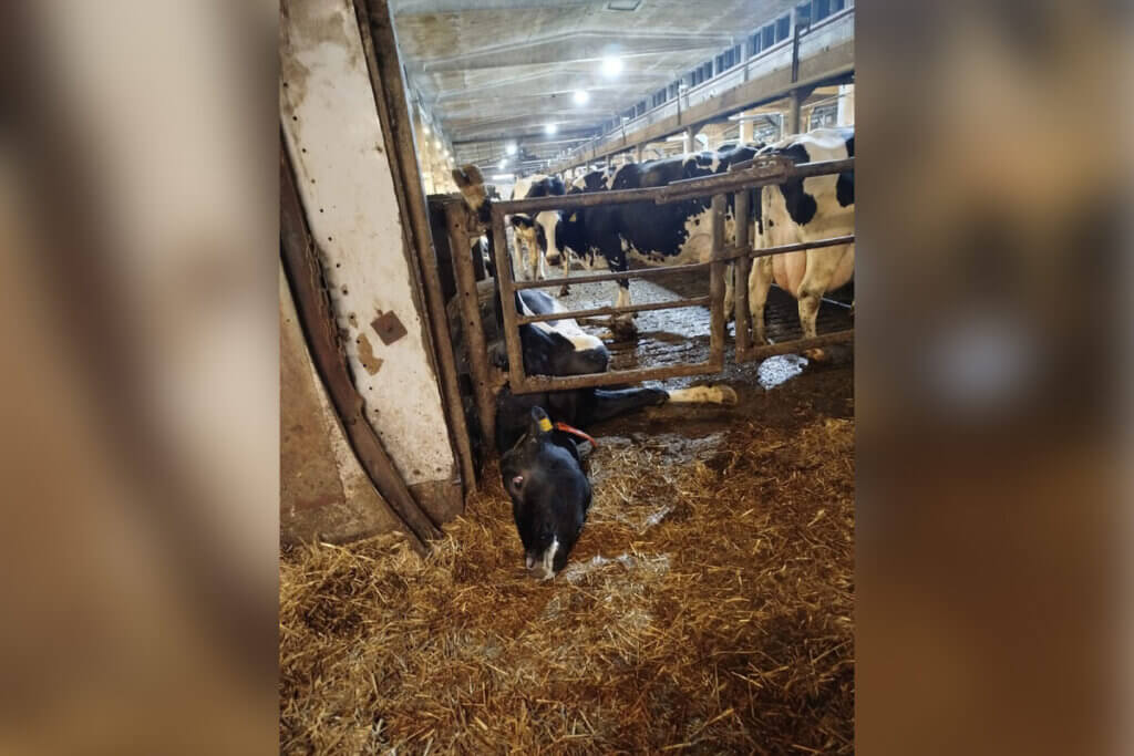 Kuh hängt mit Bein in einem Gitter im Kuhstall fest