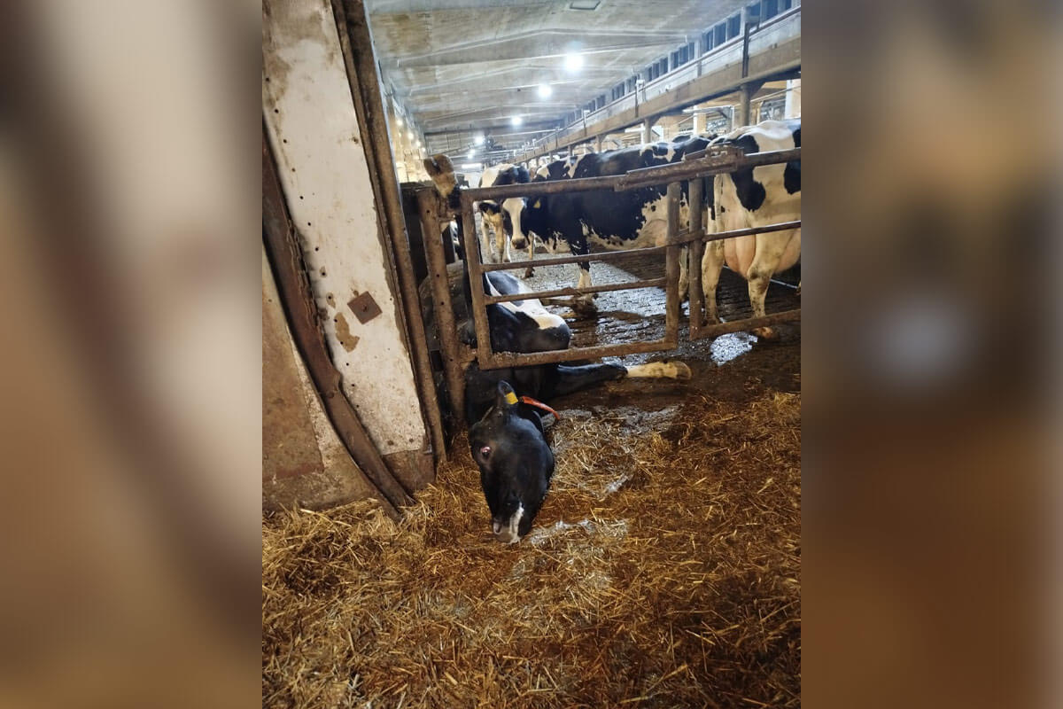 Kuh hängt mit Bein in einem Gitter im Kuhstall fest