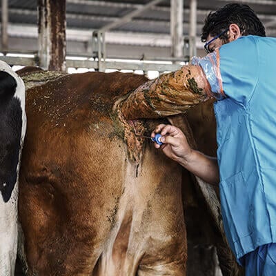 Khe fhlen  genau wie wir | PETA Deutschland
