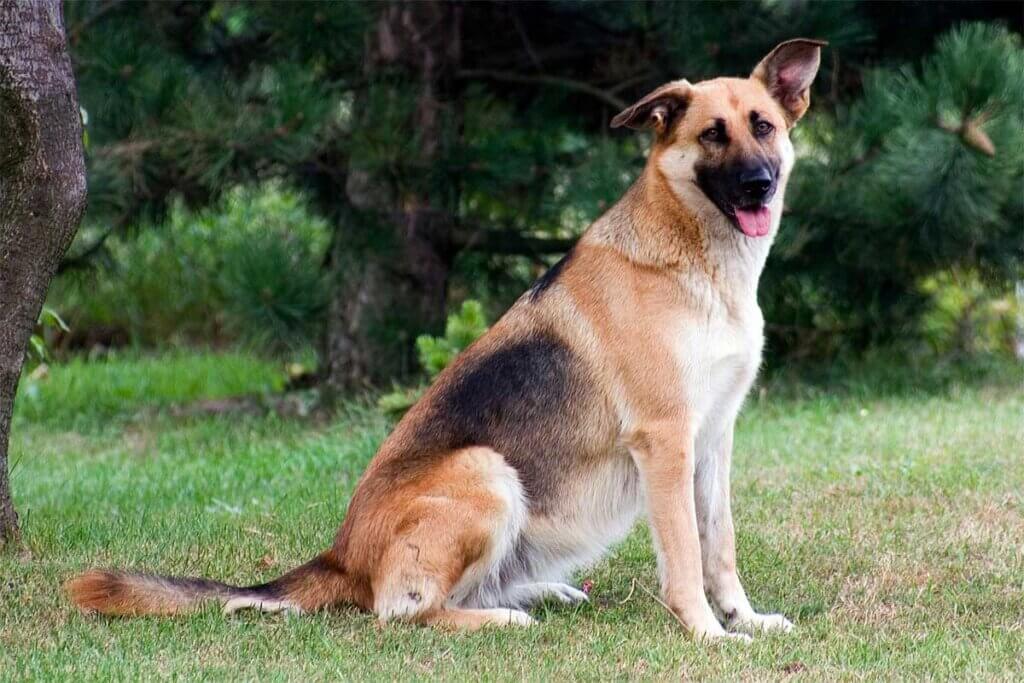 Schäferhund