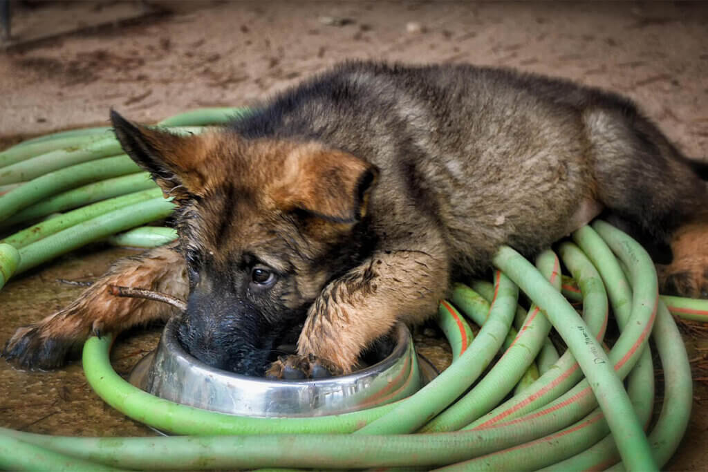 junger Schäferhund