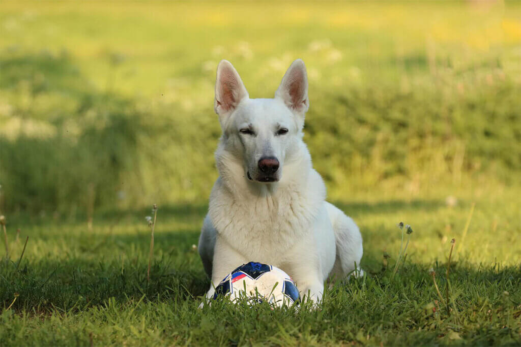 weißer Schäferhund