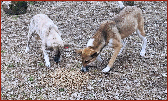 Eine abfolge von Bildern, die rumänische Hunde zeigen.