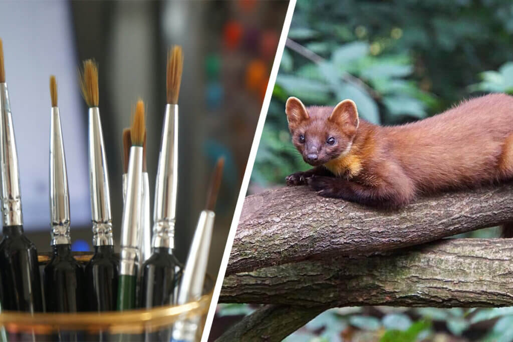 Collage mit links Echthaarpinseln und rechts einem Marder in der Natur