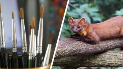 Collage mit links Echthaarpinseln und rechts einem Marder in der Natur