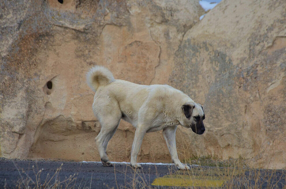 Kangal