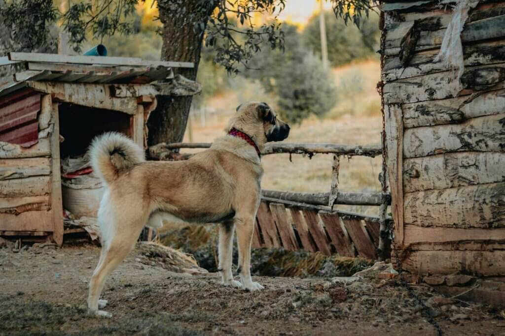 Kangal bewacht sein Grundstück