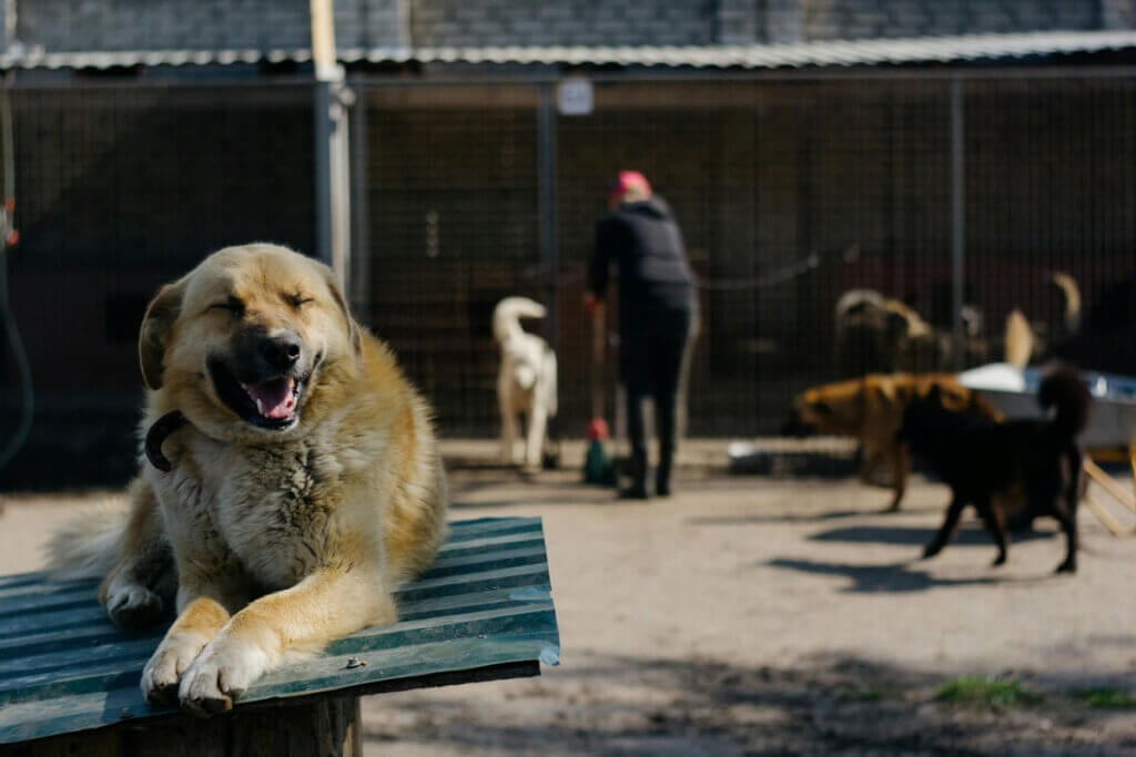 Kangal im Tierheim
