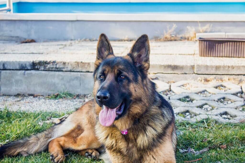 Schäferhund