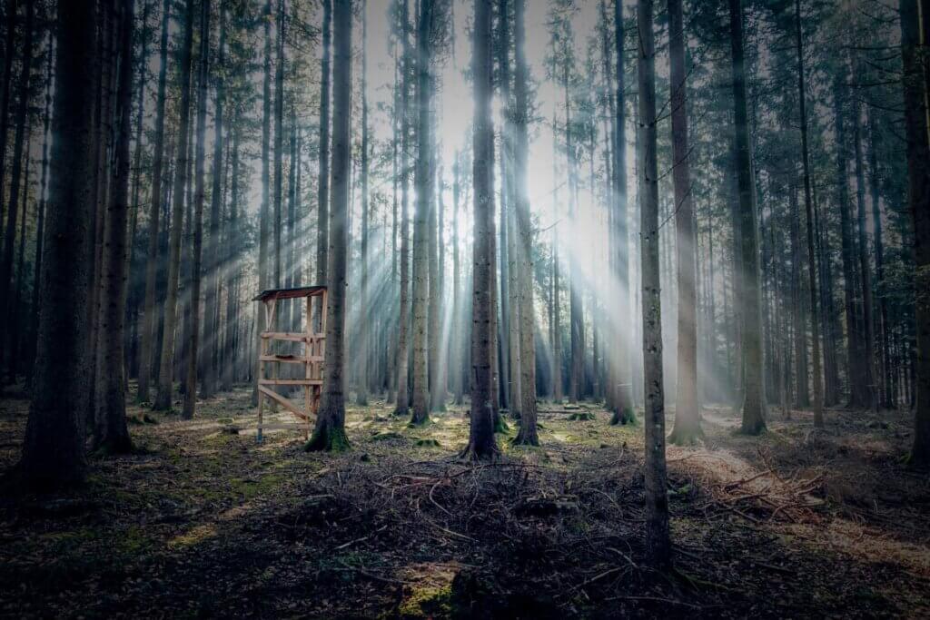 Hochsitz im Wald