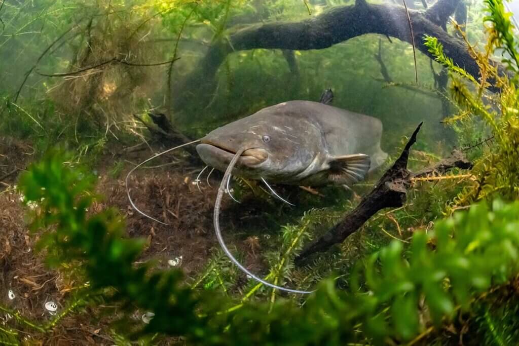 Ein Wels unter Wasser zwischen Seegräßern, Wurzeln und Ästen.