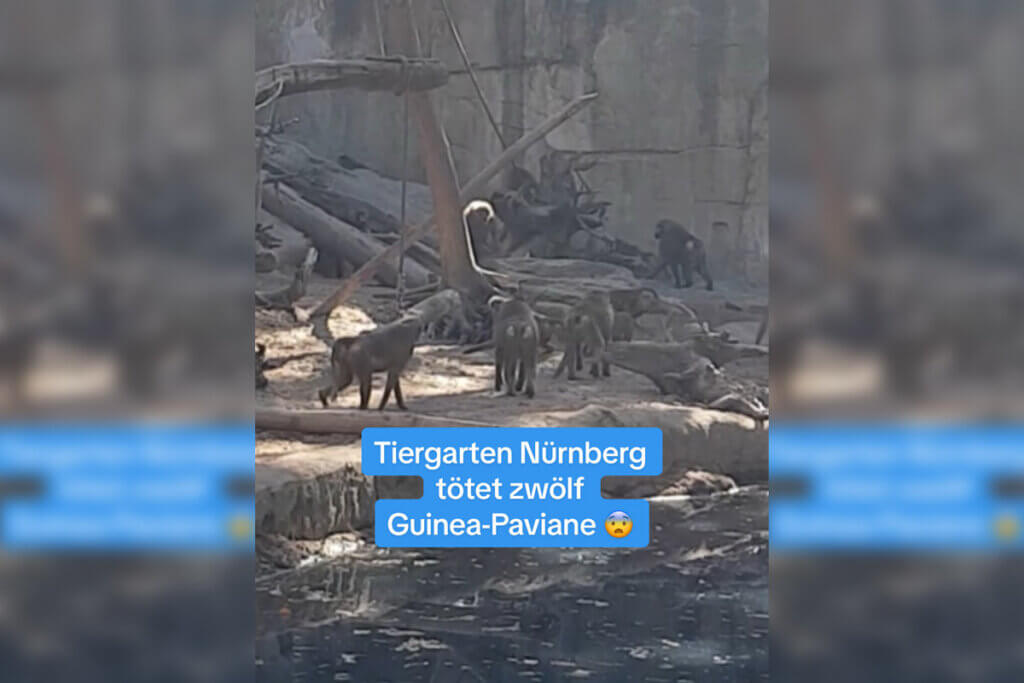 Paviane im Gehgege des Nürnberger Tiergartens