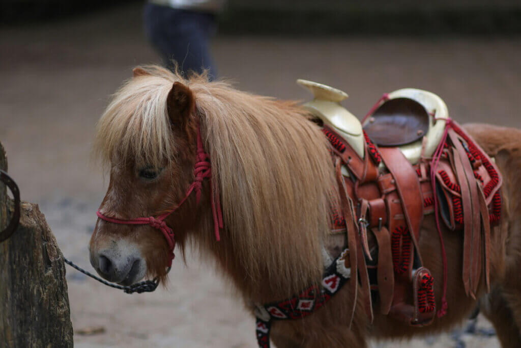 Angebundenes Pony