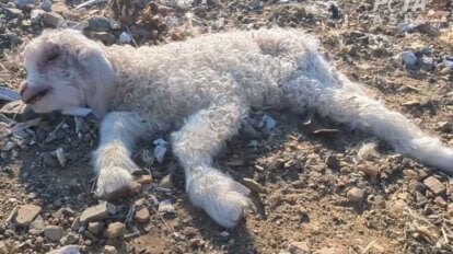 Ein totes Lamm auf einer Farm