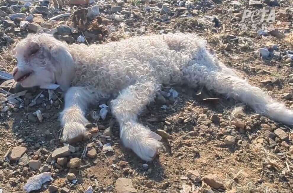 Ein totes Lamm auf einer Farm