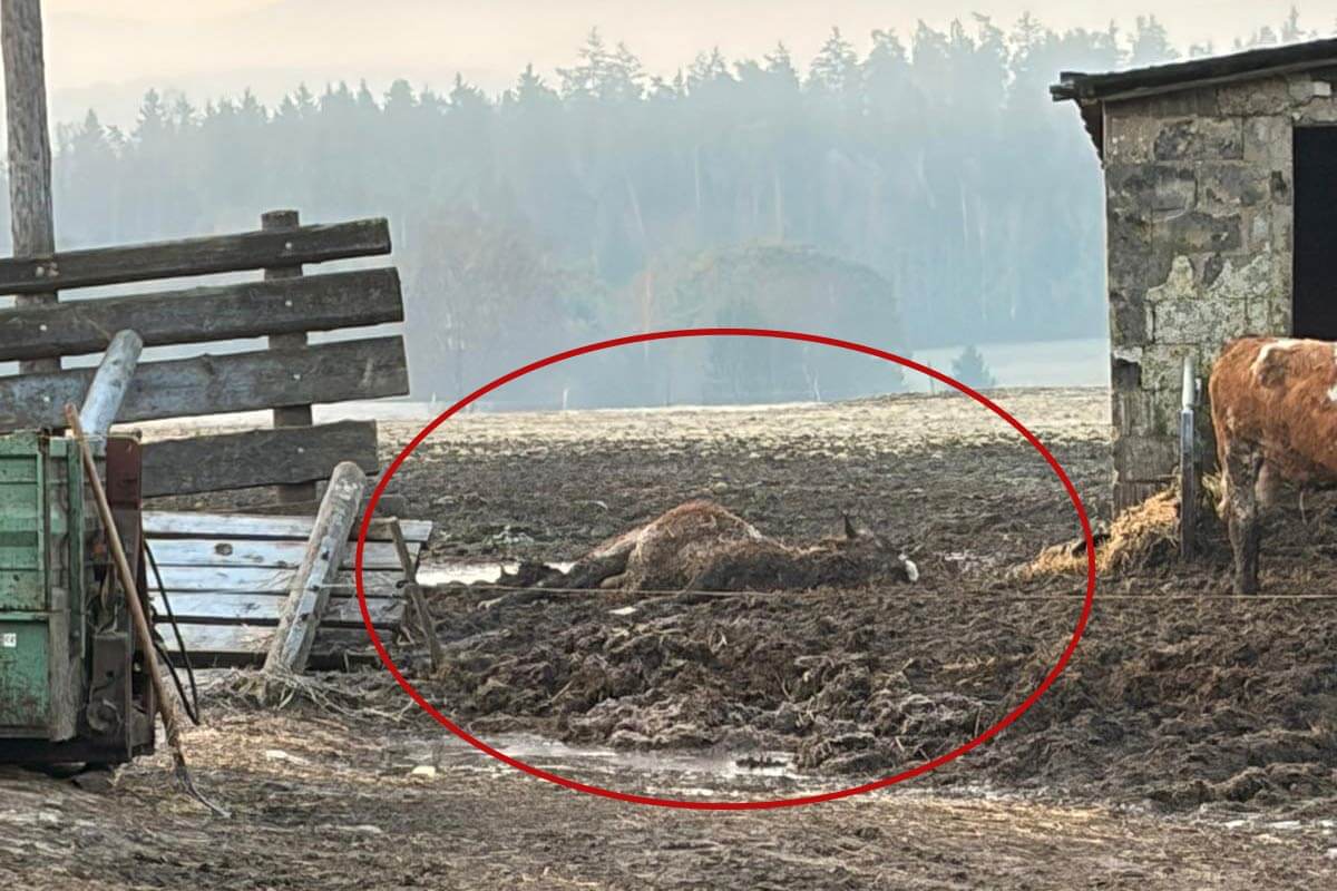 Zum Sterben abgelegtes Rind im Landkreis Amberg-Sulzbach