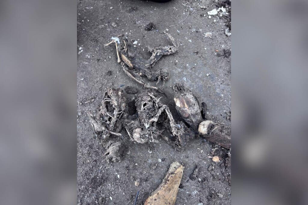 Verbrannte Taubenkükenleichen auf dem Boden einer Baustelle