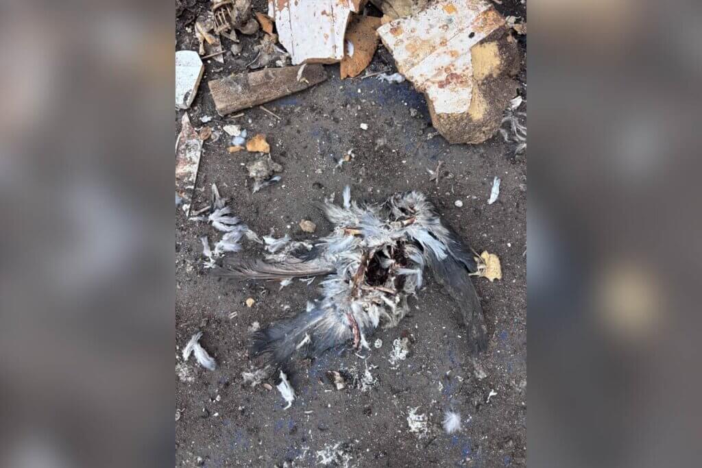 Leiche einer Taube auf einer Baustelle auf dem Boden
