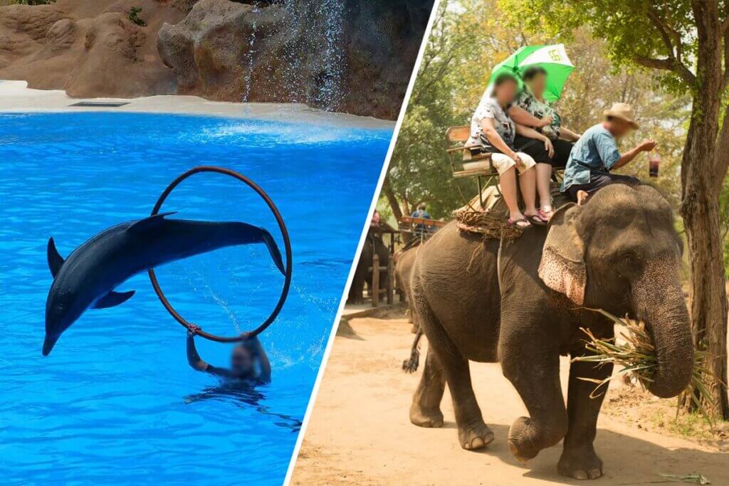 Collage: Links Delfinshow. Rechts Elefantenreiten