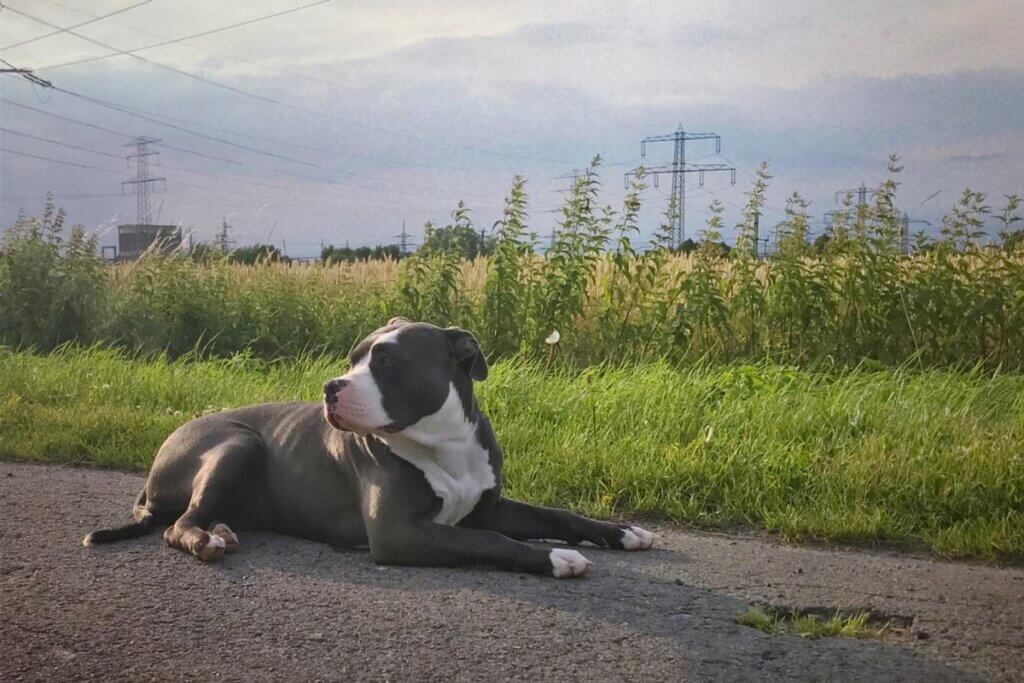 American Bully Hund liegt auf Feldweg