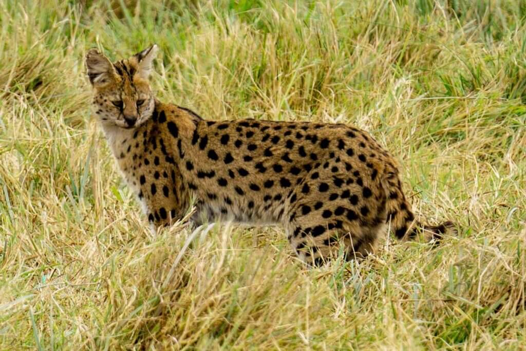 Serval Wildkatze steht in der Steppe