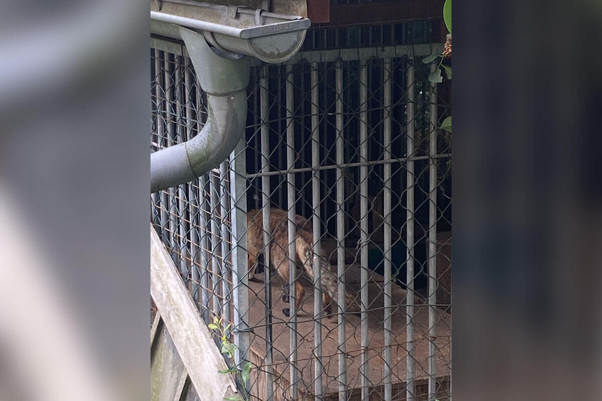 Eingesperrter Fuchs hinter Gittern in einem kleinen Gartenunterstand