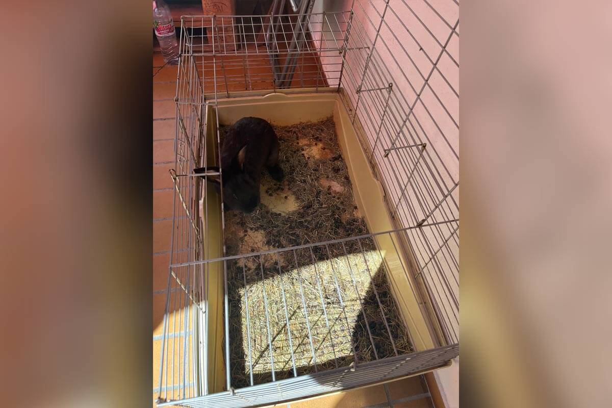 Kaninchen in einem kleinen, schmutzigen Käfig ohne Witterungsschutz auf einem Balkon