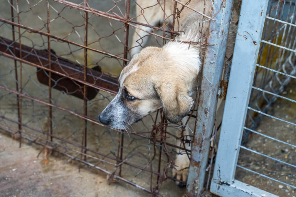 Hund der durch ein Gitter schaut in Zwinger mit Betonboden